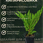 Кипарисовик "Alumi Gold Chamaecyparis" вазон П9 купить