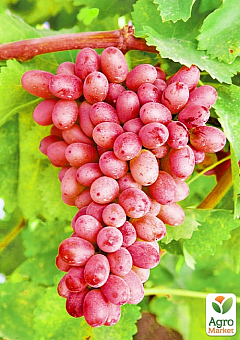 Виноград вегетирующий "Подарок Никополю" 2