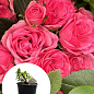 LMTD Троянда 2-х річна флорибунда "Royal Pink" (укорінений саджанець у горщику, висота 15-25см)