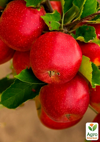 Яблоня "Розелла" (зимний сорт, поздний срок созревания) - фото 4