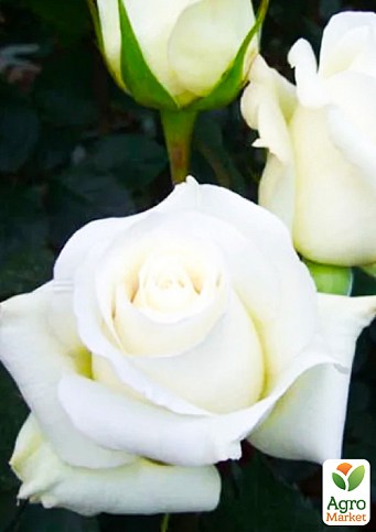 Роза чайно-гибридная "Поло" (саженец класса АА+) высший сорт - фото 2