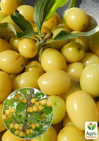 Ексклюзив! Кизил жовто-золистого забарвлення "Місяць" (Moon) (преміальний, дуже смачний сорт)