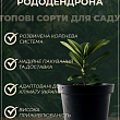 Рододендрон гібридний "Bengal" (Бенгал) горщик Р9 купить