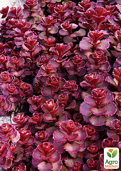 Очиток помилковий "Червоний килим" (Sedum spurium "Red Karpet")2