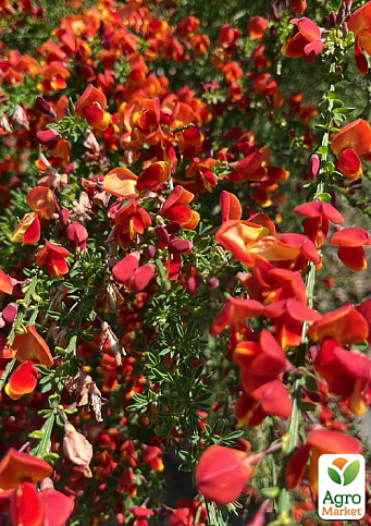 Ракитник 3-х летний "Killiney Red" вазон С4 - фото 2