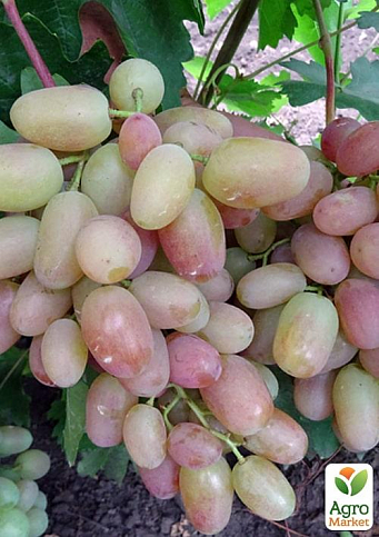 Виноград вегетуючий "Преображення"