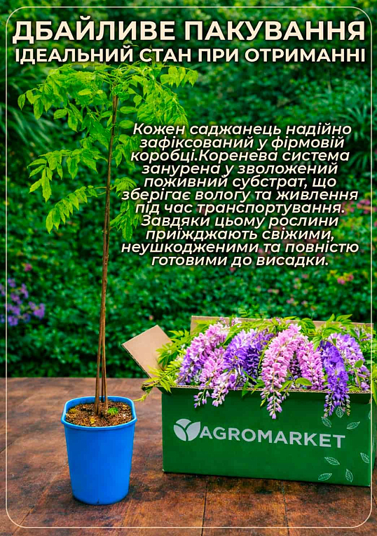Глициния 3-х летняя китайская "Аметист" (Wisteria chinensis Amethyst) С2, высота саженца 60-100см