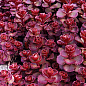 Очиток помилковий "Червоний килим" (Sedum spurium "Red Karpet")