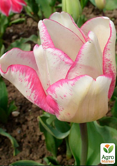 Тюльпан "Rosy Bouquet" 3шт в упаковці2