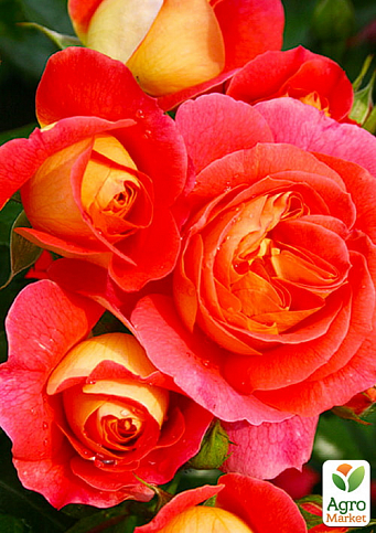 Троянда в контейнері флорибунда "Gebruder Grimm" (саджанець класу АА+) - фото 4