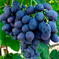 Виноград "Гала" (ранній термін дозрівання, стійкий до захворювань і заморозків)