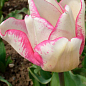 Тюльпан "Rosy Bouquet" 3шт в упаковці