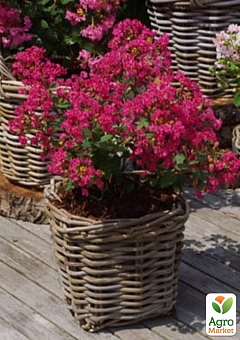 Лагерстремия индийская сирень "With Love Kiss" (Lagerstroemia indica With Love Kiss)8