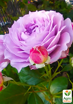 Троянда флорибунда "Novalis" (саджанець класу АА+) вищий сорт1