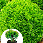 Туя западная "Danica" (Thuja occidentalis) С2, высота 15-20 см
