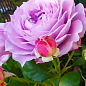 Троянда флорибунда "Novalis" (саджанець класу АА+) вищий сорт