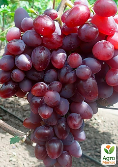 Виноград "Лада Т" (ранній термін дозрівання, має великі грона з великими рожевими ягодами)1