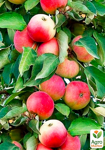 Яблуня колоновидна "Кумир" (осінній сорт, стійкий до хвороб)