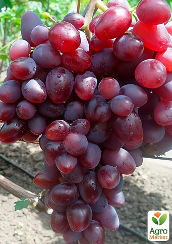 Виноград "Лада Т" (ранний срок созревания, имеет большие грозди с крупными розовыми ягодами)