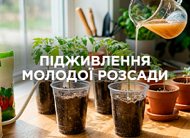 Підживлення молодої розсади: які добрива можуть нашкодити | Agro-market