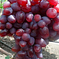 Виноград "Лада Т" (ранний срок созревания, имеет большие грозди с крупными розовыми ягодами)