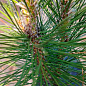 Сосна черная "Rondello" (ком/сетка), высота 140-160см