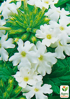 Вербена (Verbena hybrida) "Big White"1