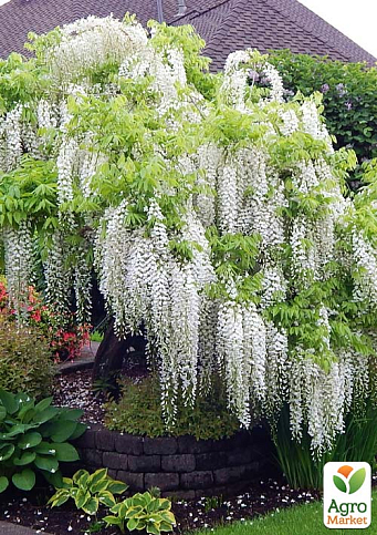 LMTD Вистерия (глициния) "Sinensis Alba" 5-и летняя (высота 120-170см) - фото 5