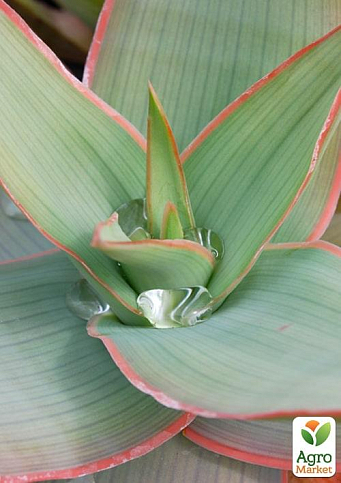 Сукулент "Алое" (Aloe Striata) (Нідерланди)