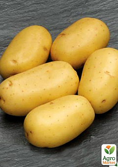 Картопля "Каррера" насіннєва середньостигла (1 репродукція) 1кг1