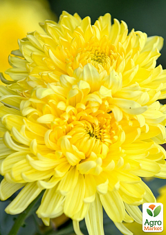 Хризантема кустовая среднецветковая "Amour Yellow" 2
