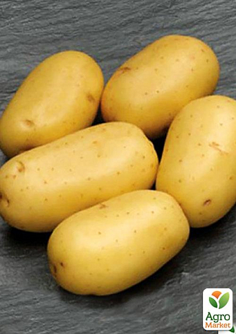 Насіннєва середньостигла картопля "Каррера" (на варіння, 1 репродукція) 1кг