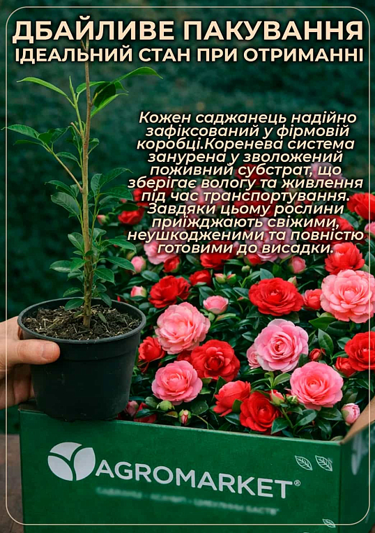 LMTD Камелия японская 2-х летняя "Jury’s Yellow" (высота 45-55см) - фото 4