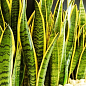 LMTD Сансевієрія "Laurentii" (p12 висота рослини 30-40см)