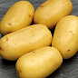 Картопля "Каррера" насіннєва середньостигла (1 репродукція) 1кг