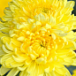 Хризантема кустовая среднецветковая "Amour Yellow" 