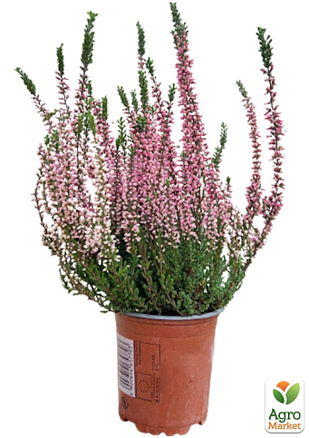 Вереск вечнозеленый "Myrtha" - фото 5