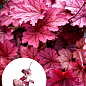 Гейхера (Heuchera) "Berry Smoothie" С1 (висота 15-30см)