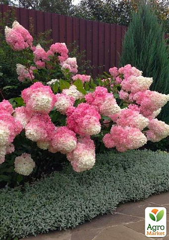 Эксклюзив! Гортензия метельчатая от ванильно-белого до ярко-малинового цвета "Мэрилин Монро" (Marilyn Monroe) (премиальный, обильноцветущий сорт)