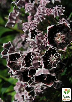 Кальмия latifolia "Mitternacht" (Midnight)19