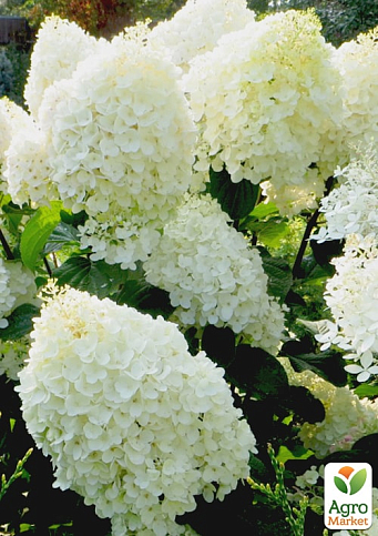 Гортензия метельчатая "Dentelle de Gorron" (контейнер P9) - фото 2