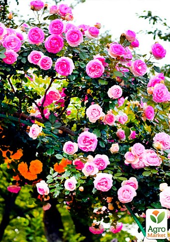 Роза английская плетистая "Розовый Лед" (саженец класса АА+) высший сорт - фото 2