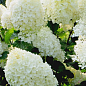 Гортензия метельчатая "Dentelle de Gorron" (контейнер P9) купить