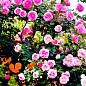 Роза английская плетистая "Розовый Лед" (саженец класса АА+) высший сорт купить