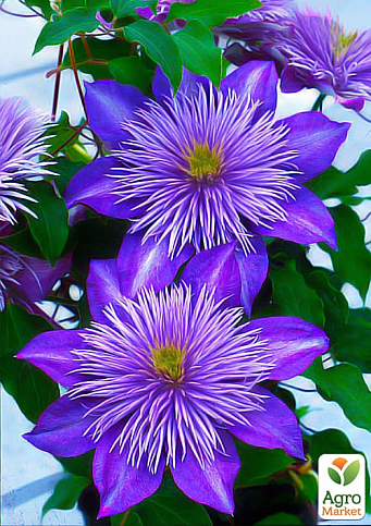 Тріо клематисів "Чарівний сад" вазон С2 - фото 4
