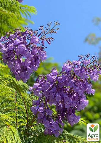 Жакаранда Мимозолистная (одно из красивейших деревьев планеты) - фото 2