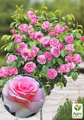 Окулянти Троянди на штамбі «Prince Jardinier»