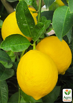Лимон "Новогрузинский" (саженец 2 года)2