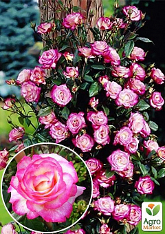 Роза плетистая "Хендель" (саженец класса АА+) высший сорт1