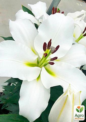 Лилия "Villa Blanca" (Гигантский цветок) - фото 4